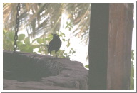 bequia10.jpg