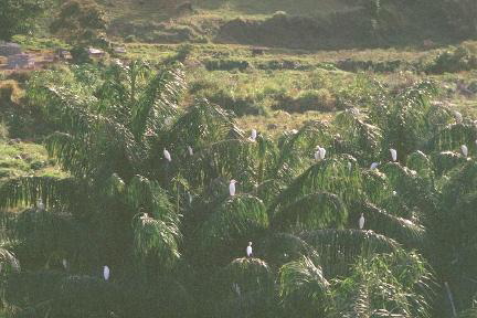egrets.jpg